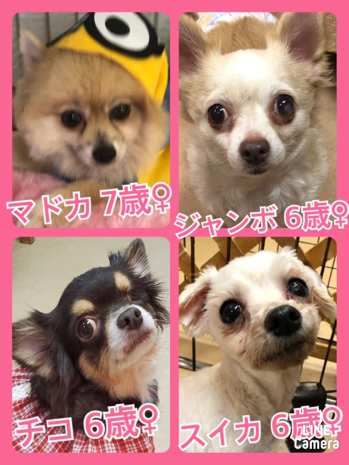 🐾今日の里親様募集中ワンコ🐶メンバーです🐾2020,9,12